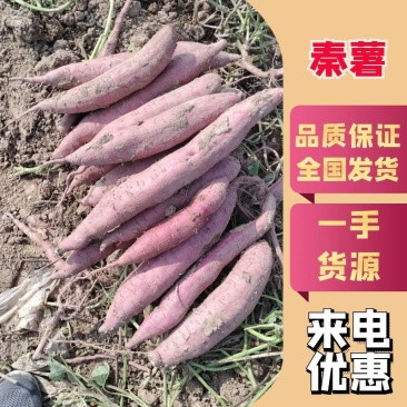 【秦薯】秦薯精品山西直发全国市场色泽鲜艳视频来电优惠