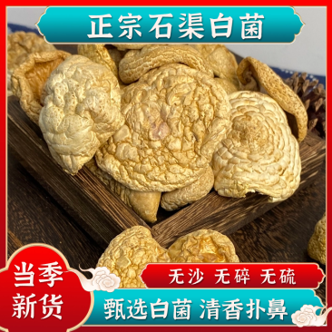 【四川甘孜高原】石渠白菌