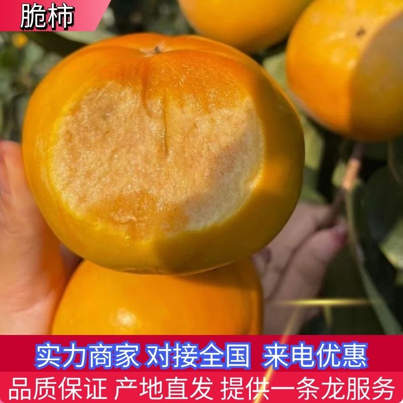 柿子脆柿广西脆柿大量上市香甜可口对接全国市场