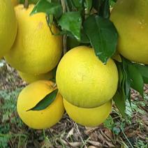 【热卖】广西桂林精品橙子脐橙质量保证量大优惠