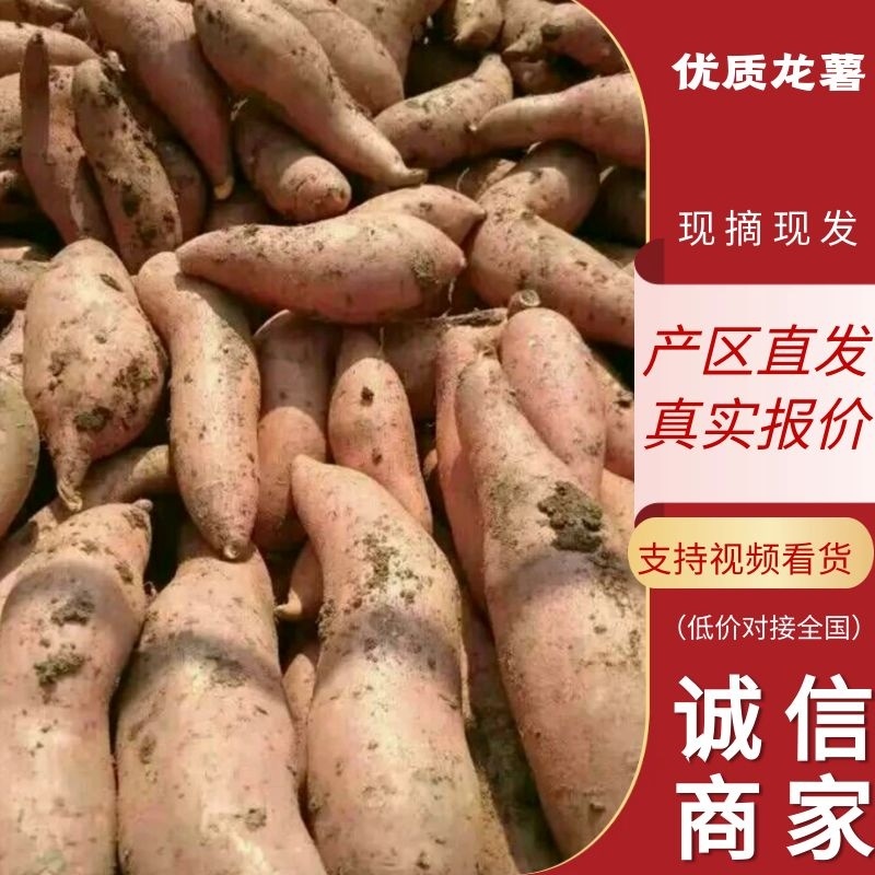 精品红薯龙薯产地直供价格优惠保质保量对接全国客商