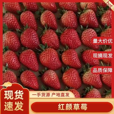 泗县红颜草莓专注供应各大商超，市场电商欢迎咨询洽谈合作