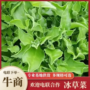 冰草菜大量上市货源充足价格优惠产地直销欢迎采购