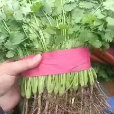 产地直销精品香菜可大量供货质量好价格低欢迎咨询