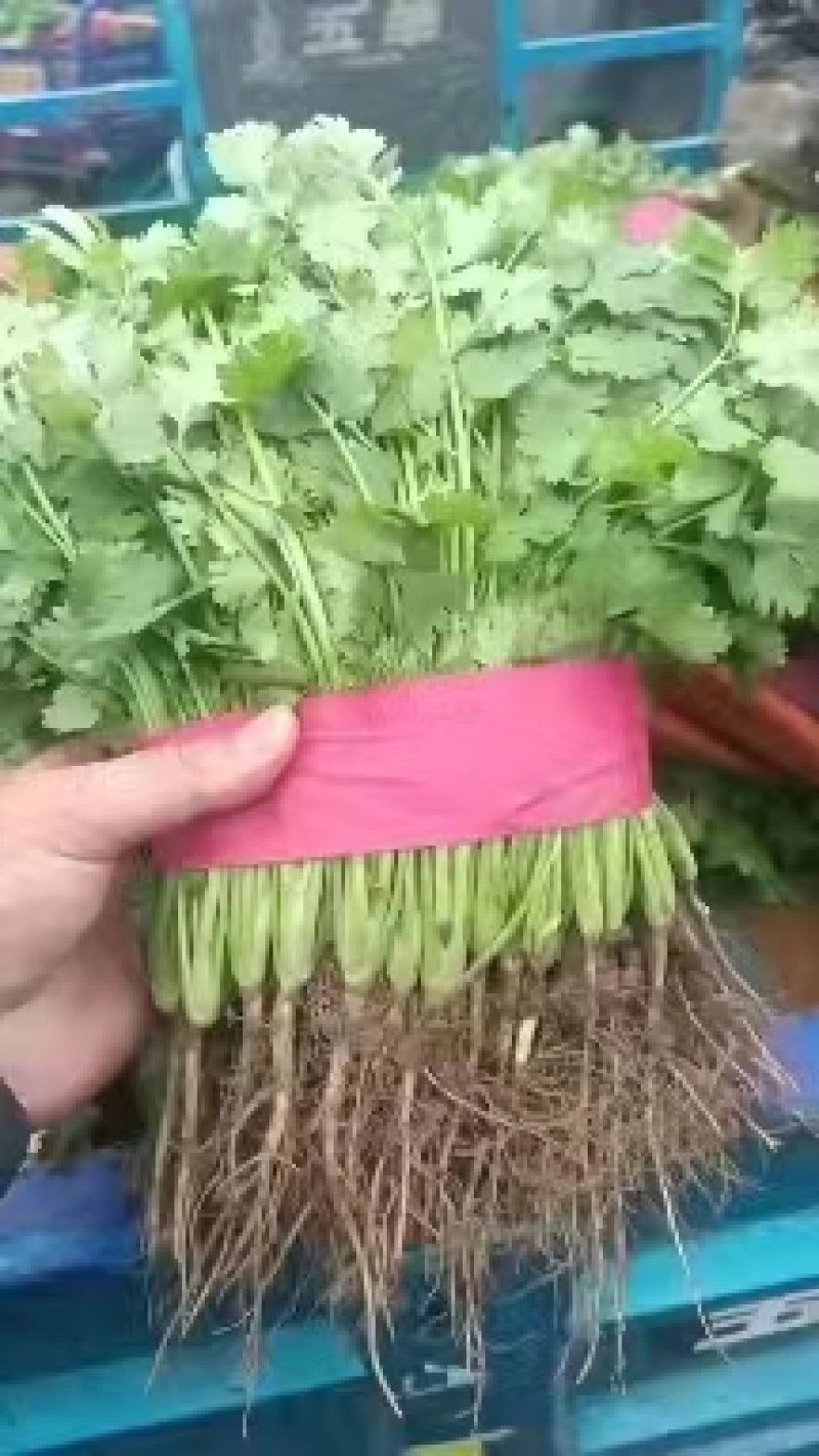 产地直销精品香菜可大量供货质量好价格低欢迎咨询
