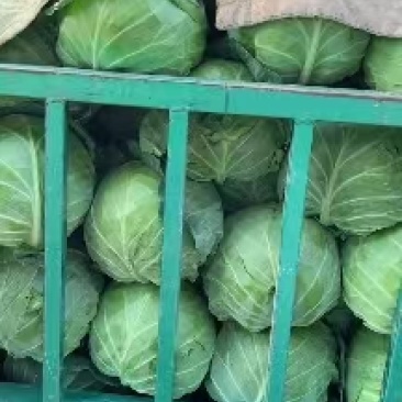 产地直销精品甘蓝可视频看货质量有保障欢迎咨询