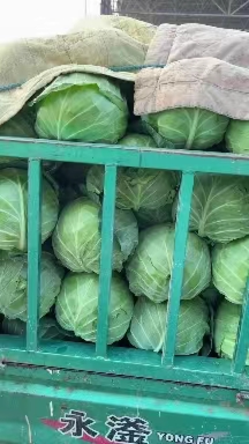 产地直销精品甘蓝可视频看货质量有保障欢迎咨询