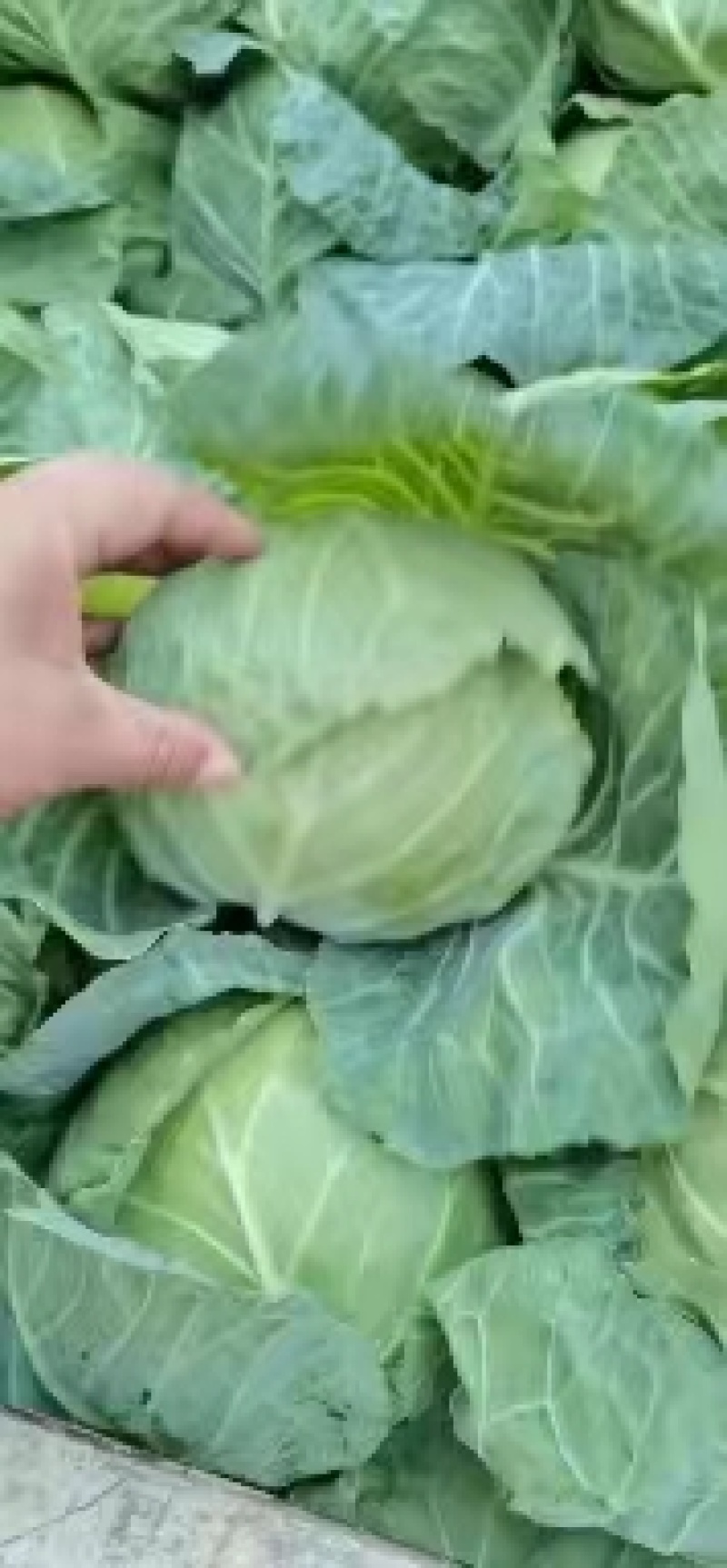 产地直销精品甘蓝可视频看货质量有保障欢迎咨询