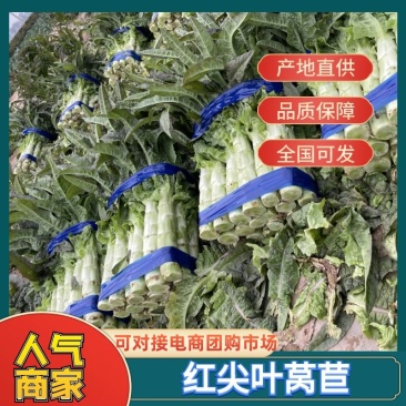 【实力供应】红尖叶莴苣河南莴笋无空心货源充足