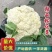 【精品】松花菜白面青梗散花花菜小米粒松花菜保质保量