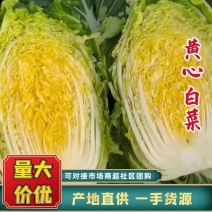 张北县黄心白菜3到6斤直发泡菜厂质量好价格低货源充足