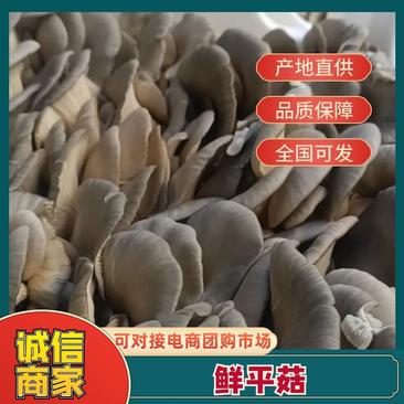 河北邯郸鲜平菇大量上市产地直发品质保证欢迎来电！