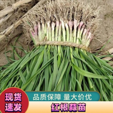 蒜苗【红根蒜苗】万亩红根蒜苗大量上市/️️️️️产地直供