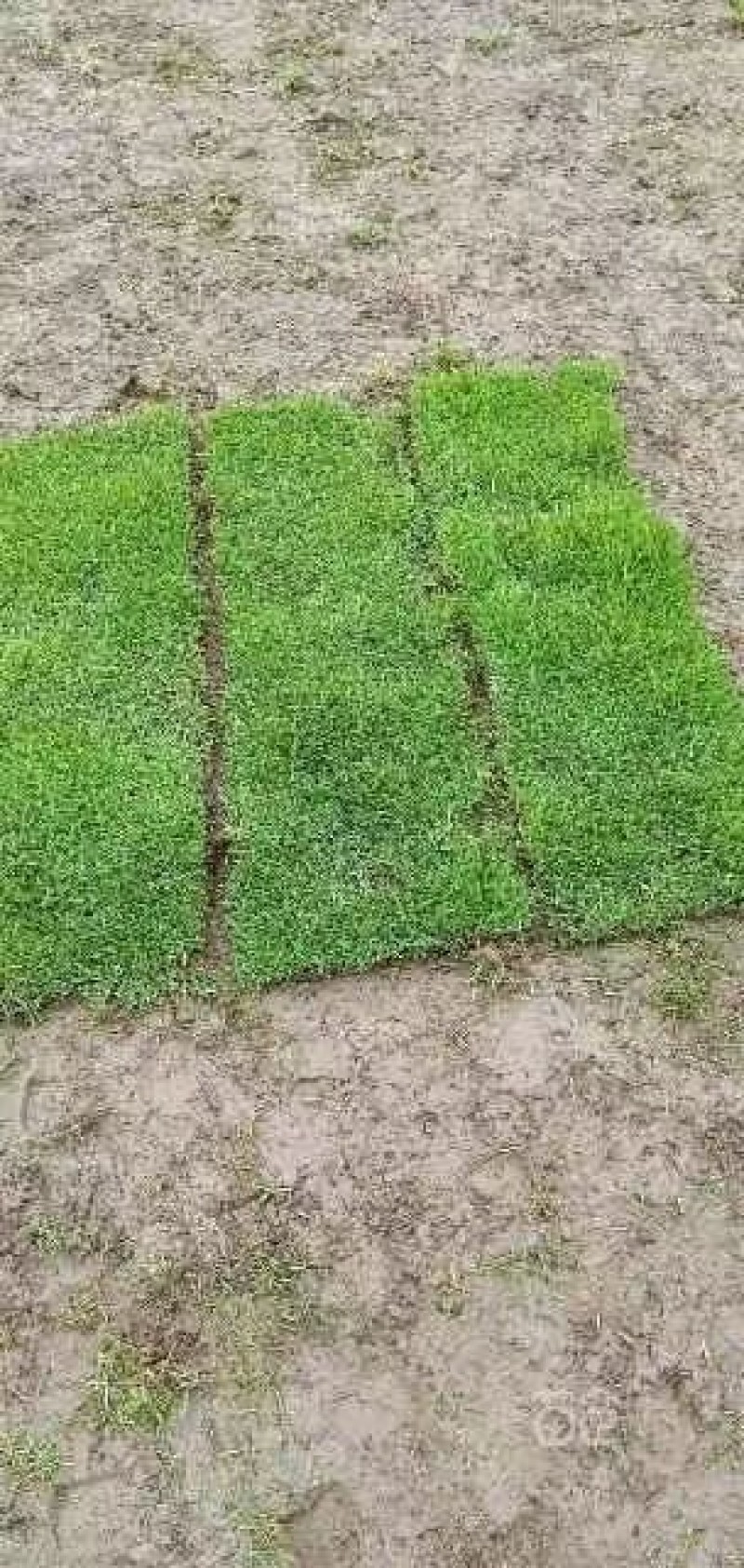 马尼拉草坪草机铲，人工铲均可欢迎老板来电咨询可视频