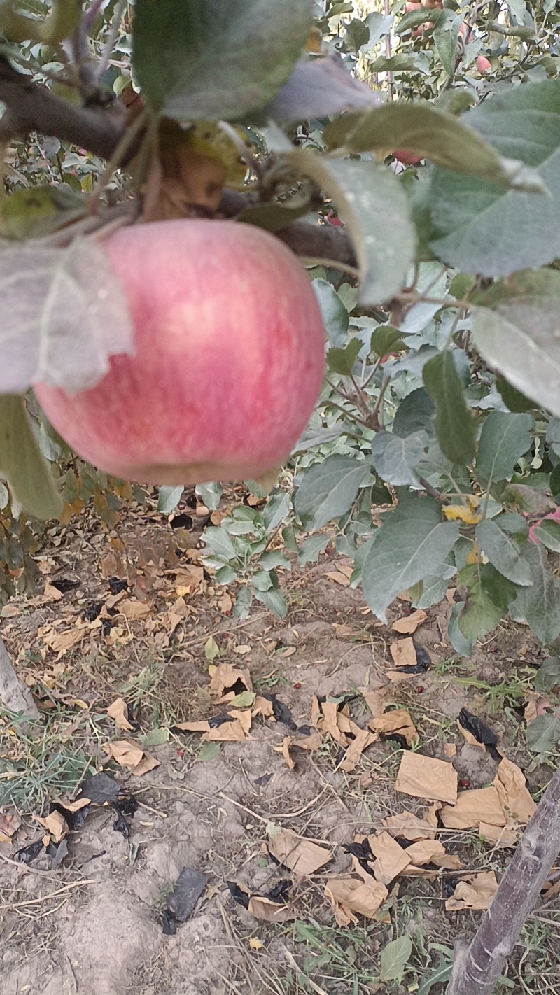 【苹果】新疆正宗阿克苏苹果冰糖心产地直发皮薄多汁