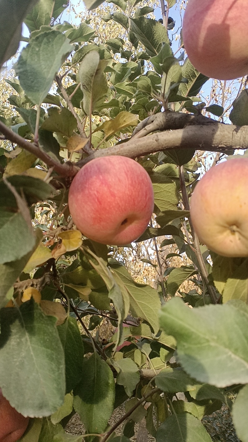 【苹果】新疆正宗阿克苏苹果冰糖心产地直发皮薄多汁