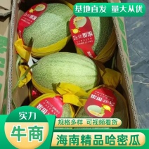 海南哈密瓜晓蜜25号对接市场，电商，产地直销万亩基地