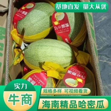 海南哈密瓜晓蜜25号对接市场，电商，产地直销万亩基地