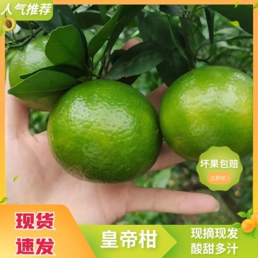 广西皇帝柑、大量现货供应、市场果、电商果