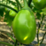 【青茄】海城青茄茄子大量供应对接各大市场电商