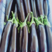【优质】长茄海城紫长茄现摘现发品质保证全国发货