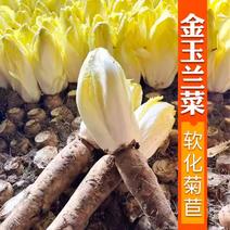 金玉兰菜种子软化菊苣种子种籽孑金玉兰菜种根菜种菜苗