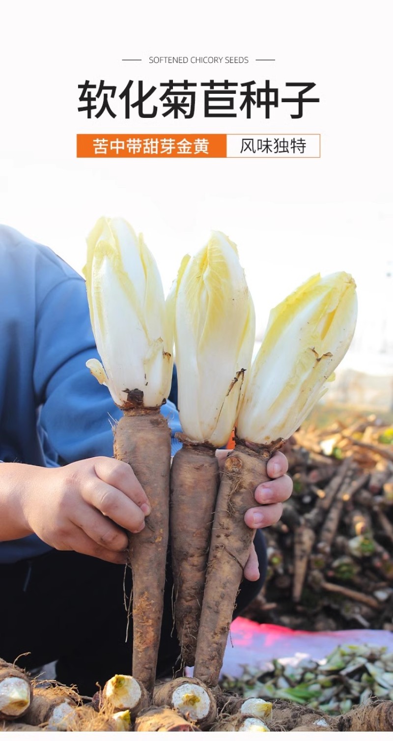 金玉兰菜种子软化菊苣种子种籽孑金玉兰菜种根菜种菜苗