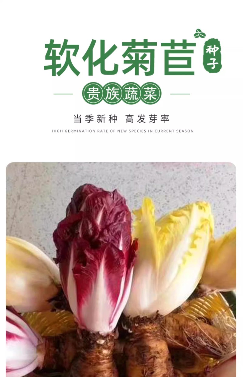 金玉兰菜种子软化菊苣种子种籽孑金玉兰菜种根菜种菜苗