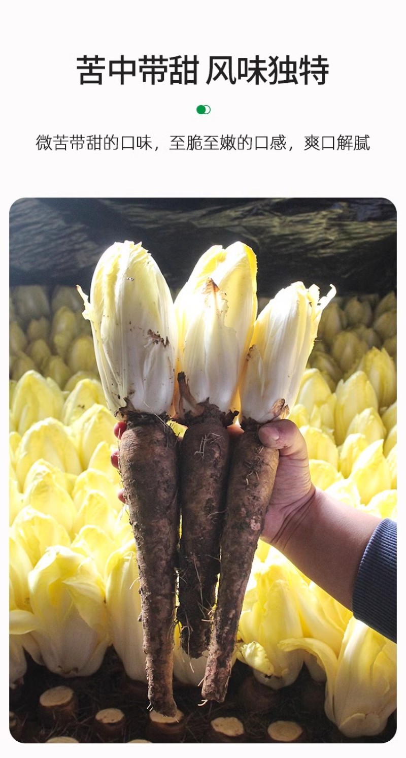 金玉兰菜种子软化菊苣种子种籽孑金玉兰菜种根菜种菜苗
