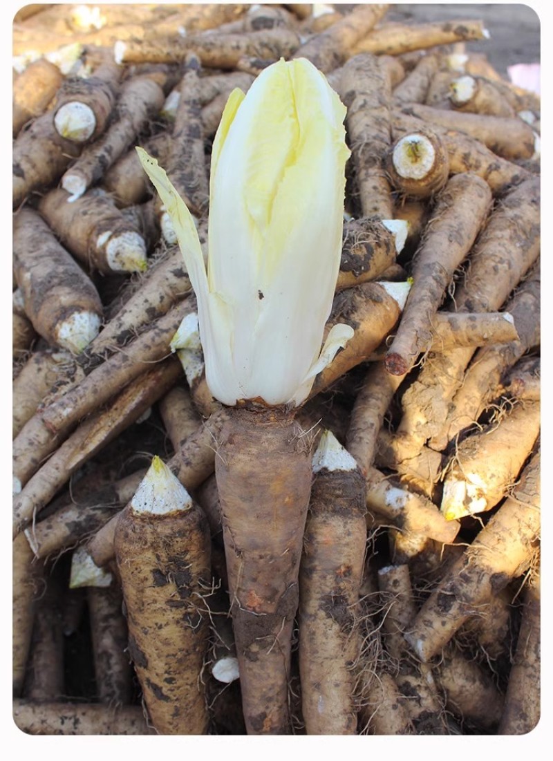 金玉兰菜种子软化菊苣种子种籽孑金玉兰菜种根菜种菜苗