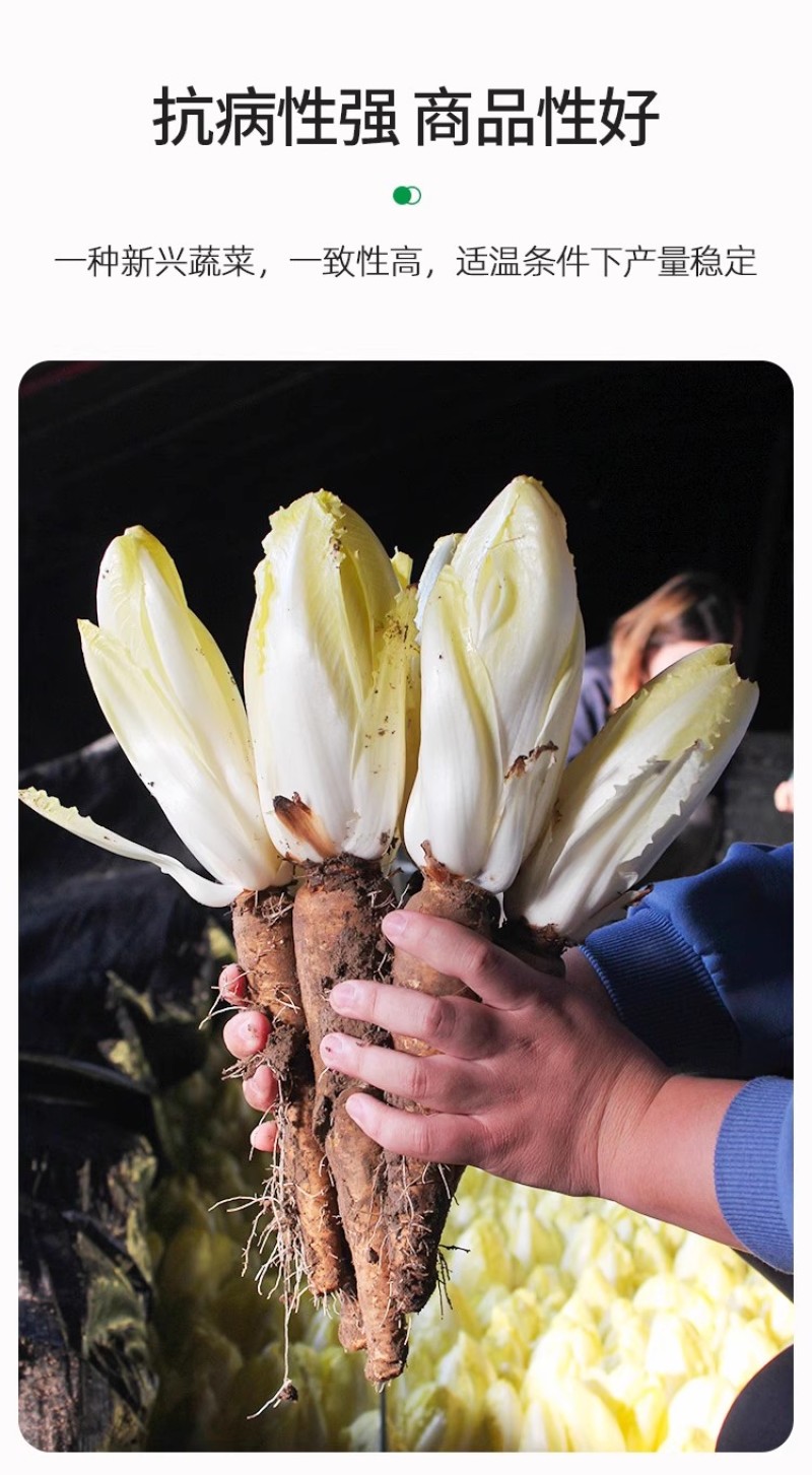 金玉兰菜种子软化菊苣种子种籽孑金玉兰菜种根菜种菜苗