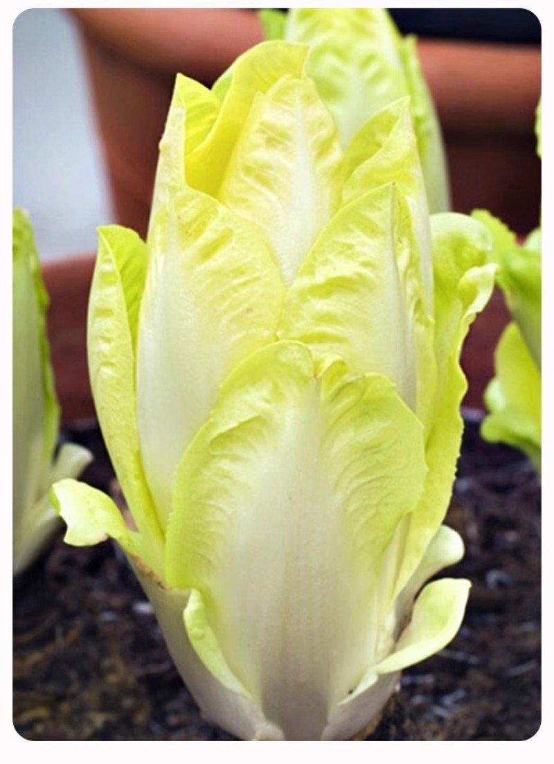 金玉兰菜种子软化菊苣种子种籽孑金玉兰菜种根菜种菜苗