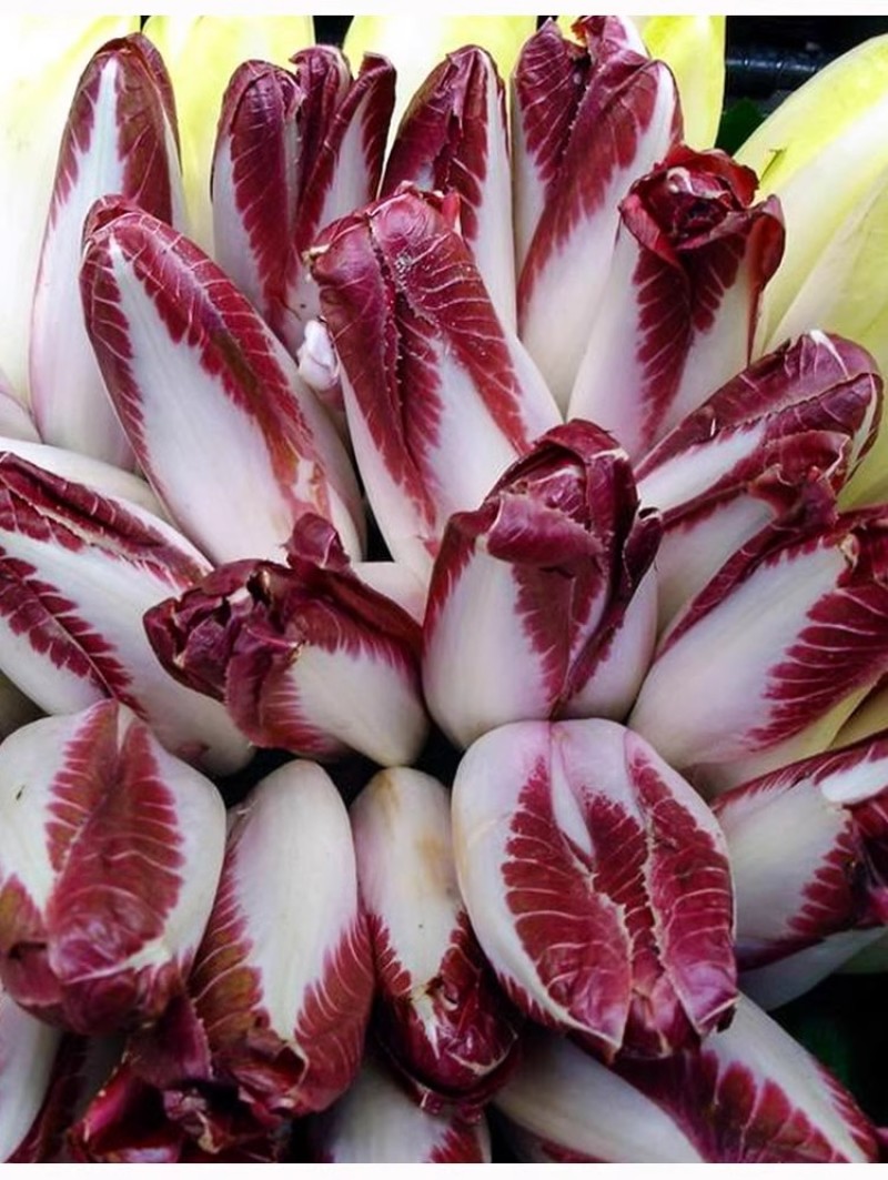 金玉兰菜种子软化菊苣种子种籽孑金玉兰菜种根菜种菜苗