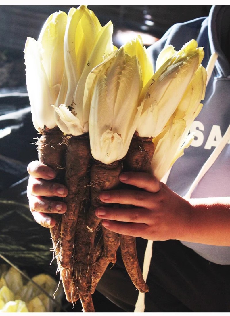 金玉兰菜种子软化菊苣种子种籽孑金玉兰菜种根菜种菜苗