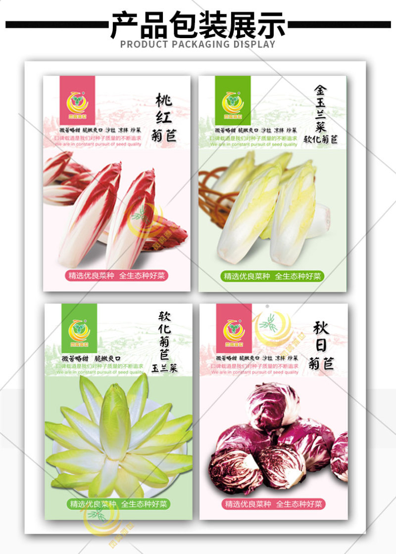 金玉兰菜种子软化菊苣种子种籽孑金玉兰菜种根菜种菜苗