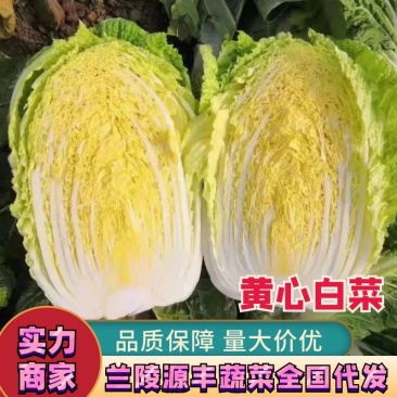 【黄心白菜】精品黄心白菜山东万亩发货市场一条龙服务电联优惠