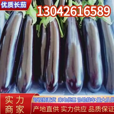 【茄子】长茄辽宁海城紫茄产地直发对接各大市场电商