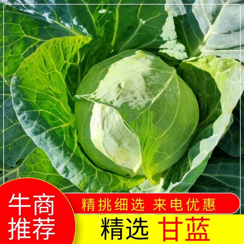 甘蓝大量上市产地直发一手货源价格便宜欢迎咨询