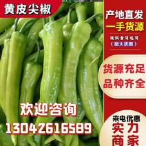 【尖椒】辽宁黄皮辣椒大量供应质优价廉可视频看货