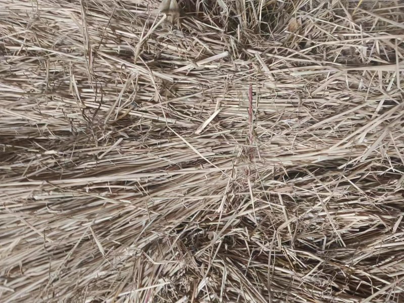 制沙草大量现货产地直发保质保量欢迎致电