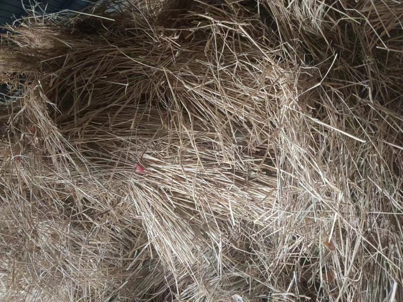 制沙草大量现货产地直发保质保量欢迎致电