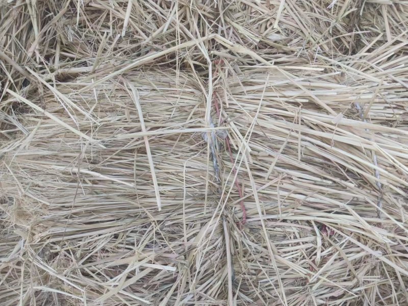 制沙草大量现货产地直发保质保量欢迎致电