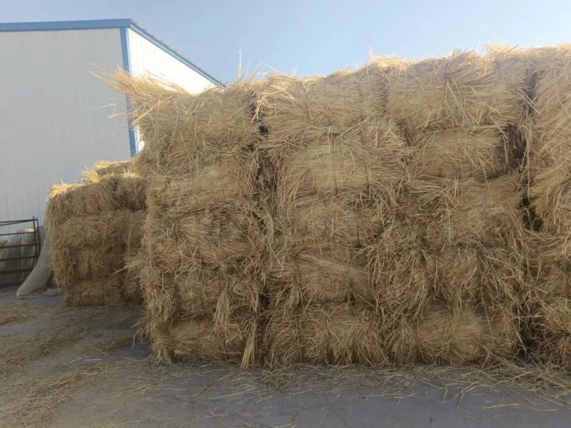 制沙草大量现货产地直发保质保量欢迎致电