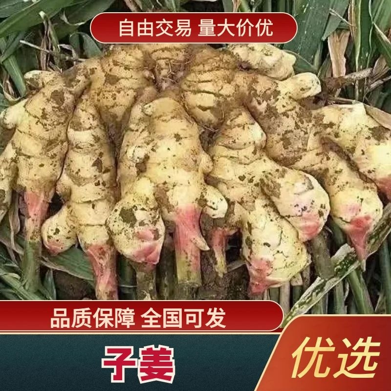 鲜姜批发鲜姜大量上市优质鲜姜对接电商-市场入窖