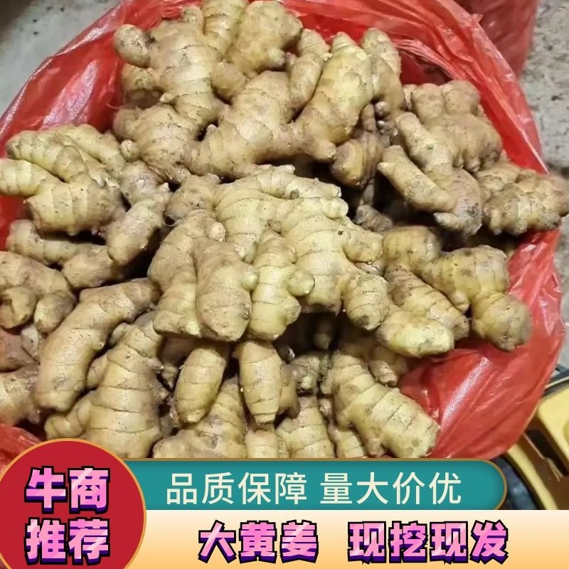 内蒙大姜批发优质大姜质量好货源充足全国发货