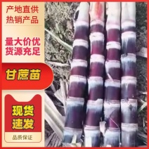 广东番禺甘蔗种苗品质保证规格齐全产地直发欢迎咨询！