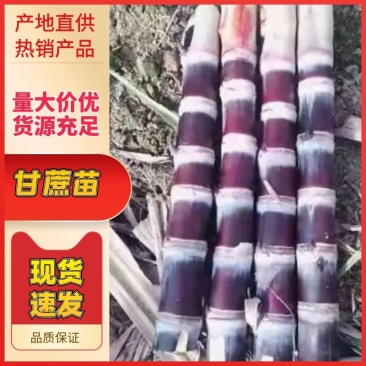 广东番禺甘蔗种苗品质保证规格齐全产地直发欢迎咨询！