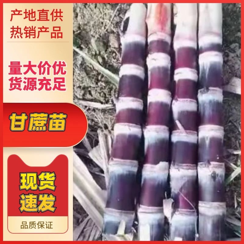 广东番禺甘蔗种苗品质保证规格齐全产地直发欢迎咨询！