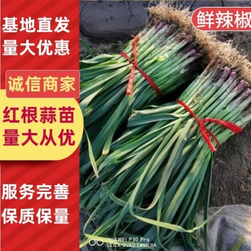 红根蒜苗根红苗保质保量每天持续发货保证年前不断货
