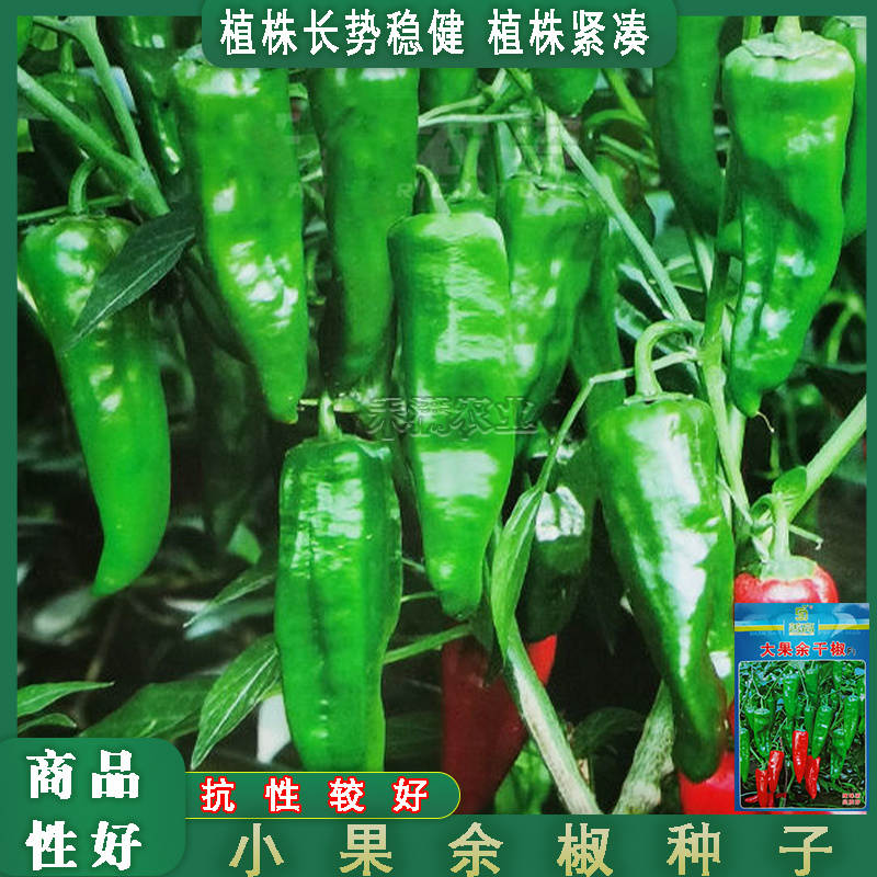 江西特色大果余干椒小虎辣种籽辣椒种籽大全小米辣椒种孑辣椒